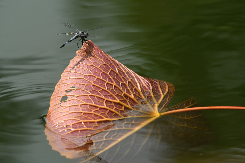 池塘的蜻蜓图片下载