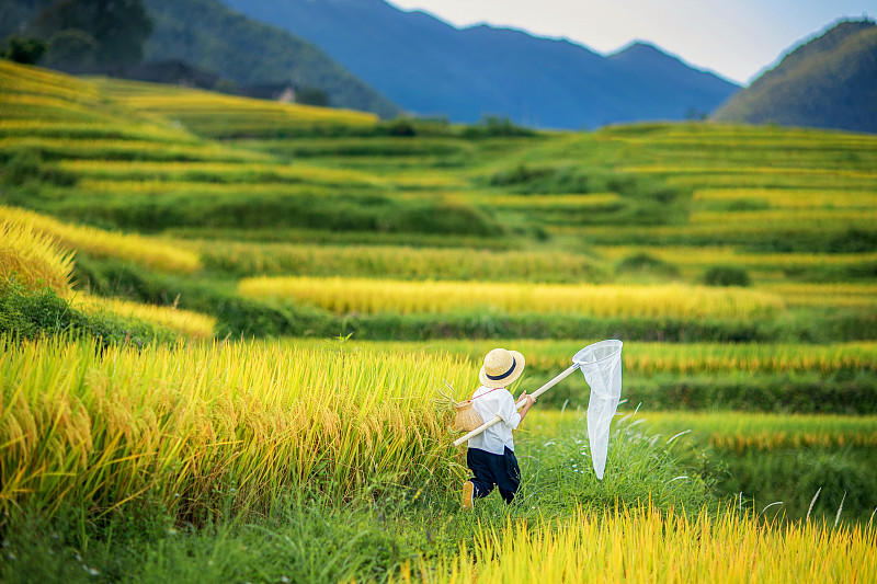 穿白色上衣头戴草帽的小男拿着捕虫网在秋天的稻田中捕虫图片下载