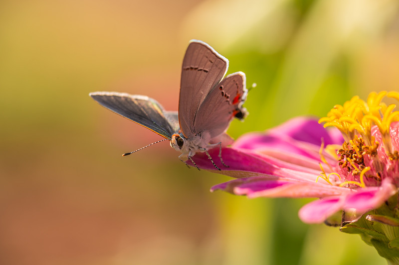 蝴蝶在粉红色花朵上授粉的特写镜头图片下载