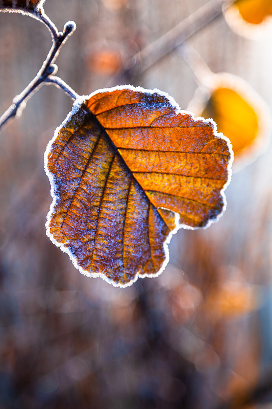 树枝上的霜冻，冬季植物干叶的特写图片下载