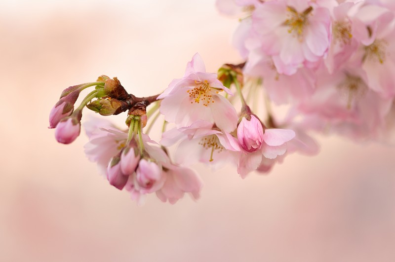 Kirschblten樱花III，春季粉红色樱花的特写图片下载