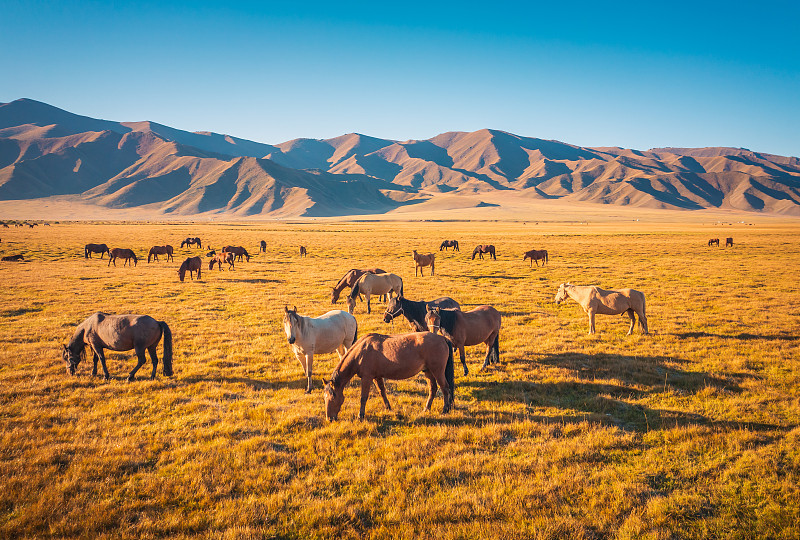 新疆巴音郭楞蒙古自治州巴音布鲁克草原野马吃草畜牧业自然风光图片下载