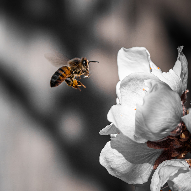 迎春，蜜蜂在花上授粉的特写图片下载