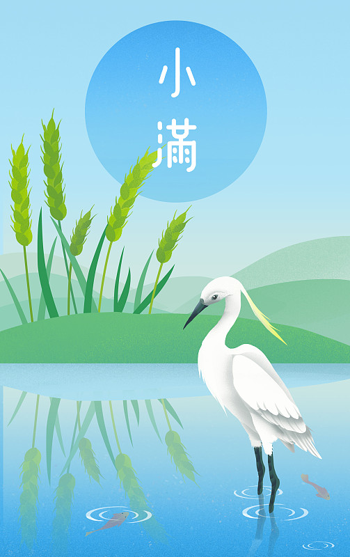 二十四节气小满绿色夏天稻田图片素材
