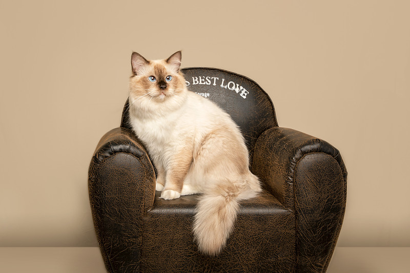 坐在沙发上的布偶猫全身照图片下载