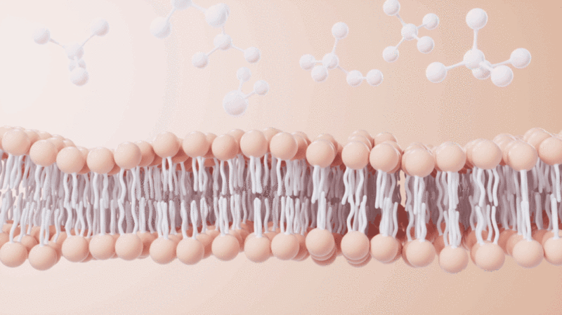 磷脂双分子层细胞膜3D渲染插画下载
