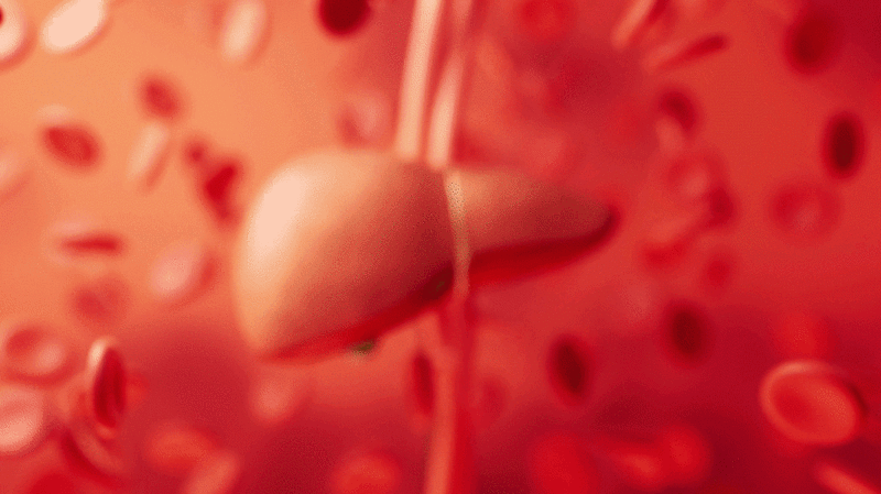 肝脏器官与生物医学3D渲染图片下载