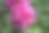公园里粉红色牡丹花（花王）开花植物的特写镜头摄影图片