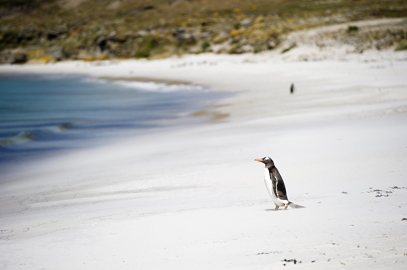 沙滩上的巴布亚企鹅图片下载