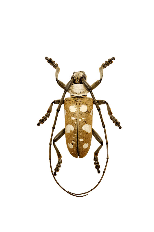 甲虫鞘翅反重力图片