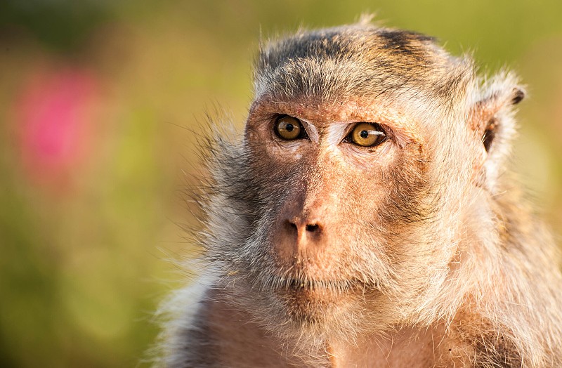 猴子的脸图片素材