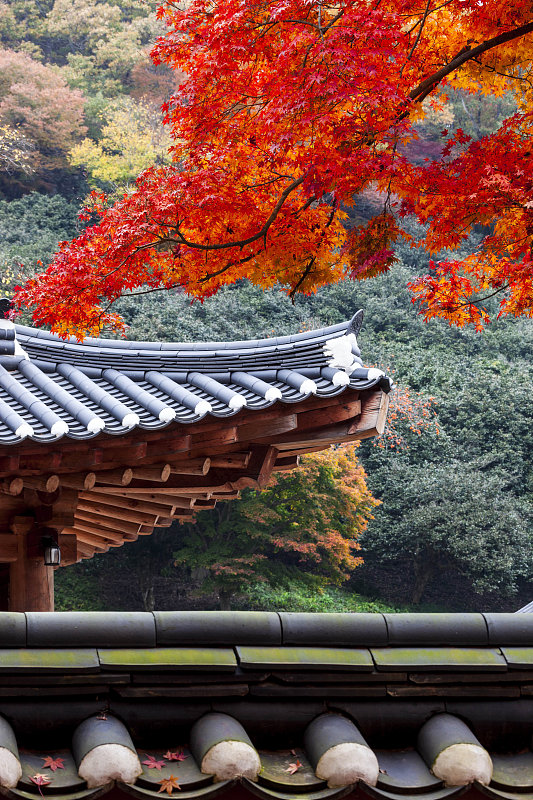 枫树、Tile-roofed Seonunsa殿,太。韩国Seonunsan省立公园,Gochang-gun Jeonbuk图片素材