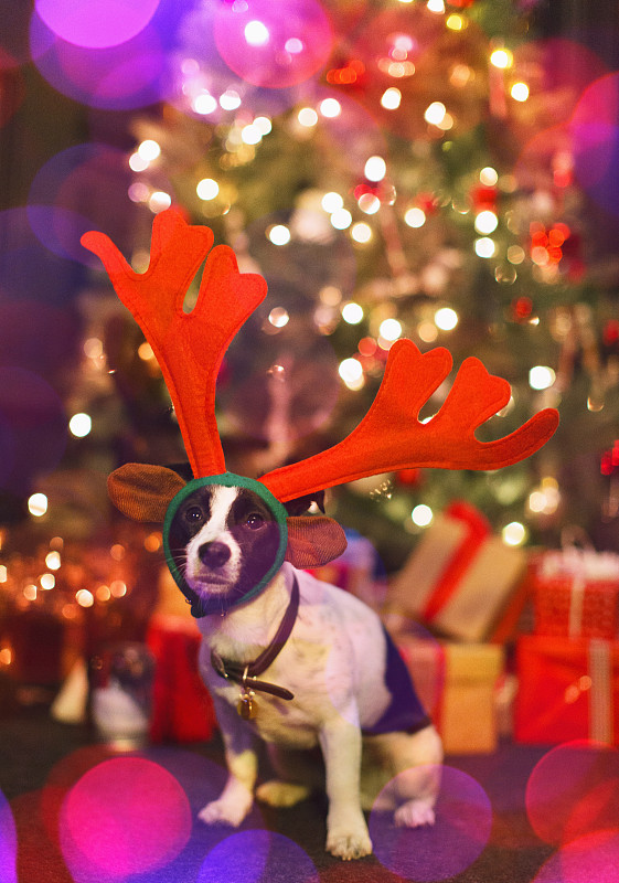 肖像可爱的狗戴着驯鹿的鹿角在圣诞树前图片下载