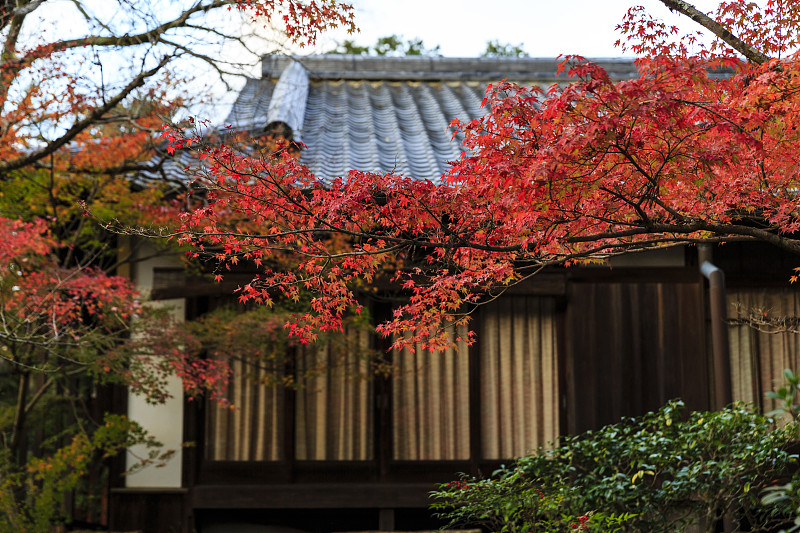 京都红叶图片下载