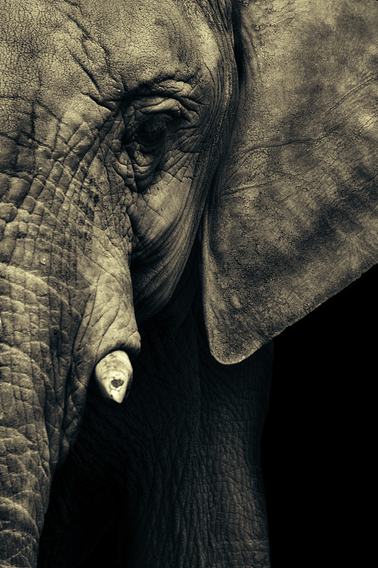 大象的脸图片素材
