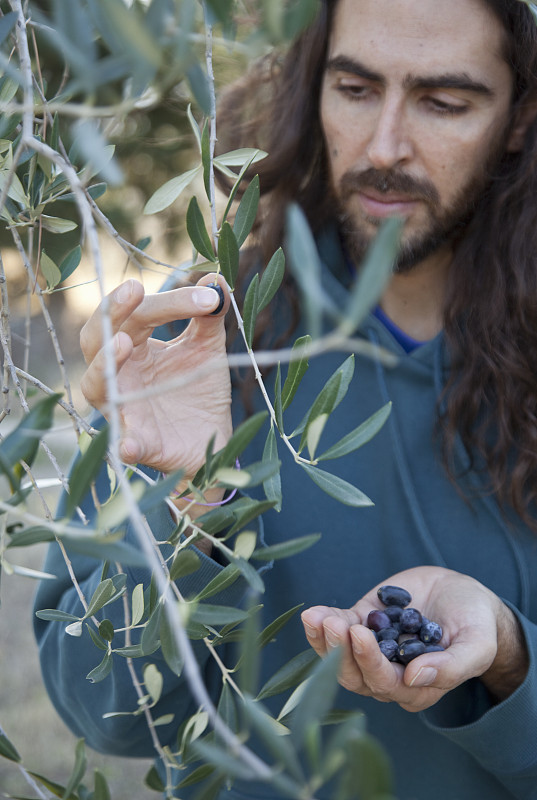 从树上摘橄榄的人图片下载