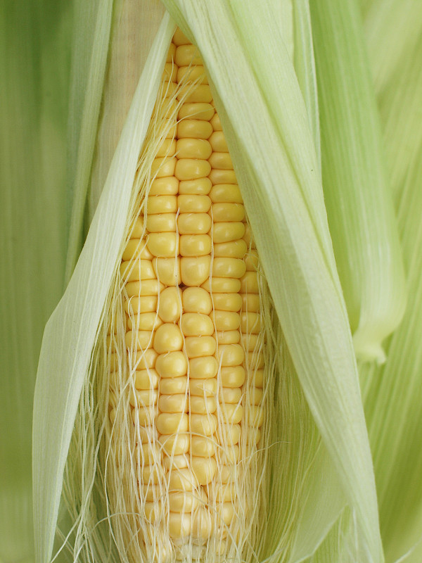 新鲜的玉米图片下载