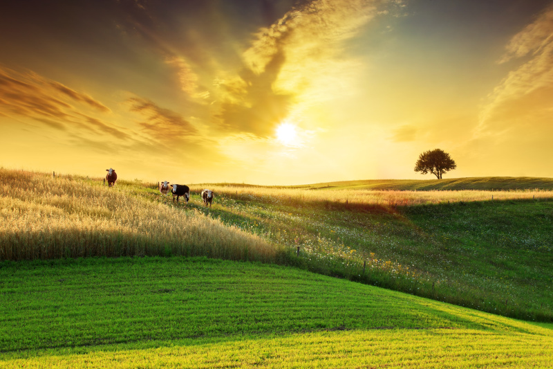 金色日落在田园诗般的农田景观图片下载