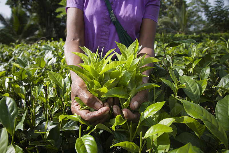 农业工人和少量公平贸易茶叶图片素材