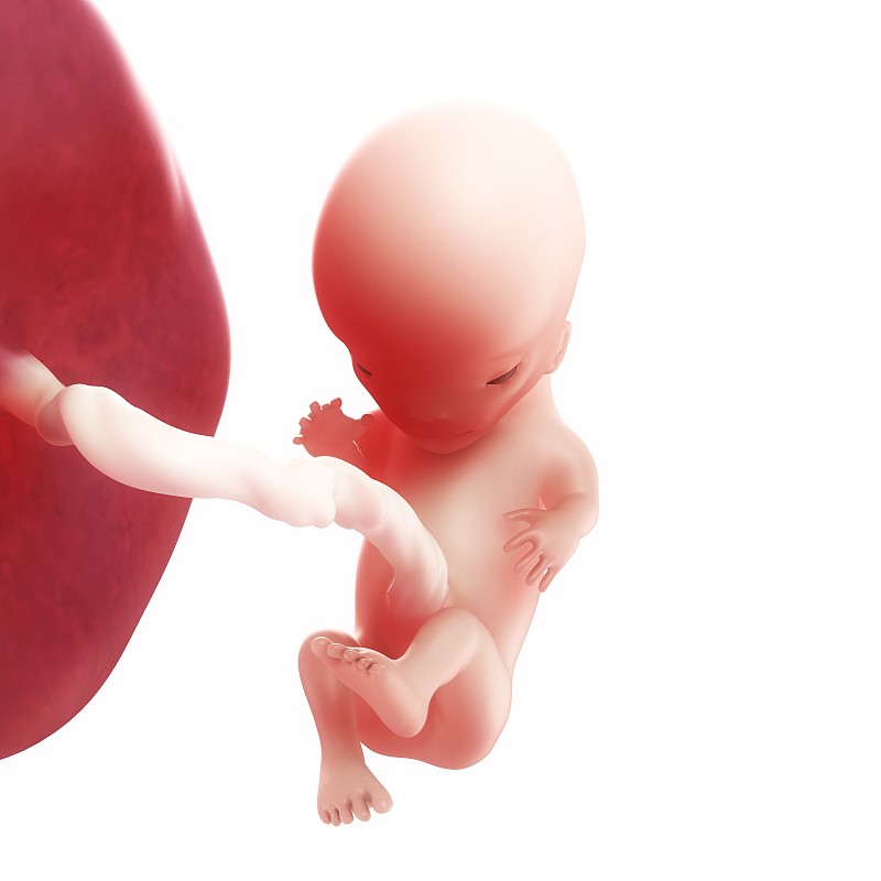 胎儿11周发育图片图片