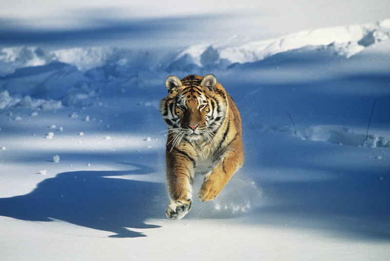 西伯利亚虎(阿尔泰卡虎)在雪中奔跑图片下载