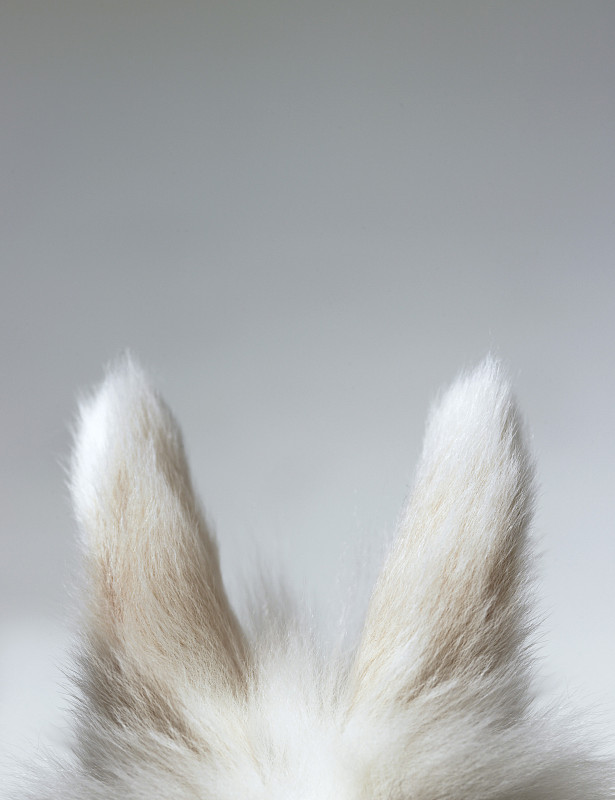 灰色背景下的矮耳兔，高截面图片下载