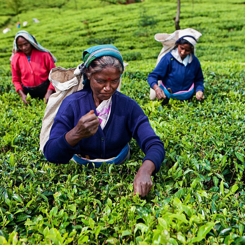 在锡兰采集茶叶的泰米尔采茶者图片素材