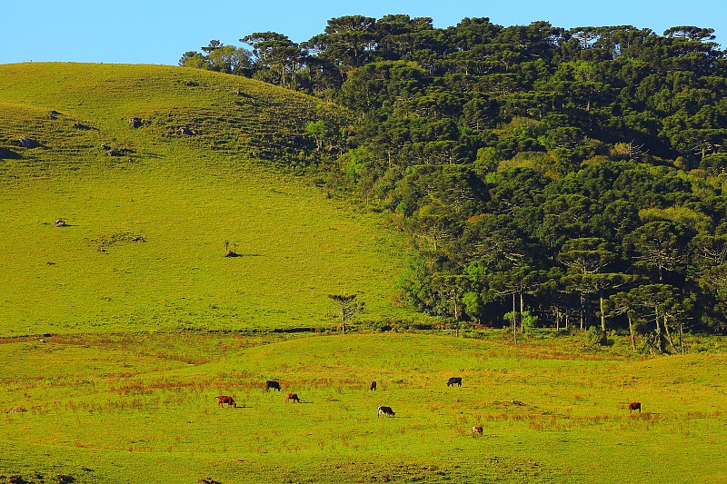 巴西南部的南洋杉和牧牛草原图片下载