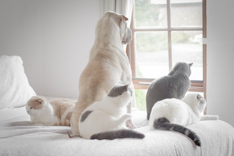 狗和四只猫往窗外看图片下载