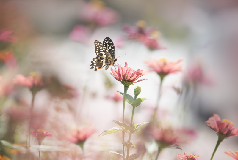 一只蝴蝶停在粉红色的花上，在柔和模糊的背景上。图片下载