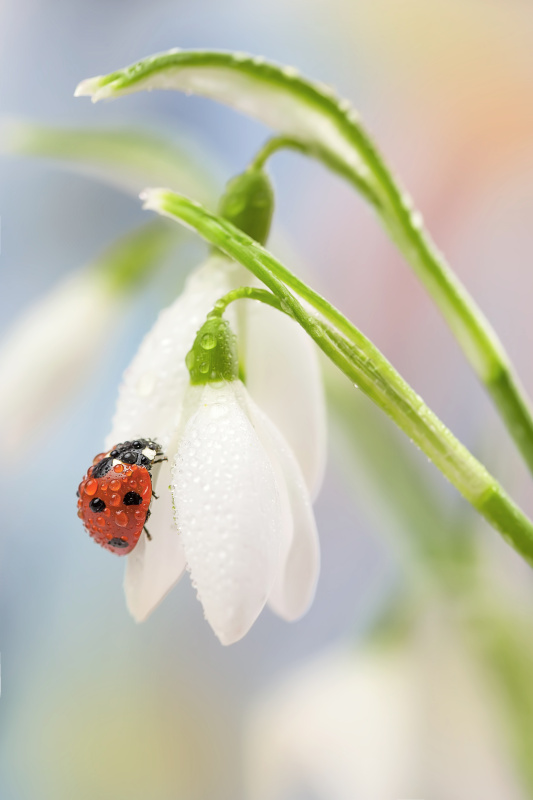 雪花莲上的湿瓢虫图片素材