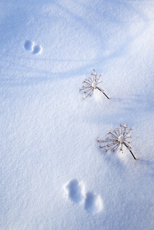 动物脚印在新雪，海德尔，阿拉斯加，美国图片下载