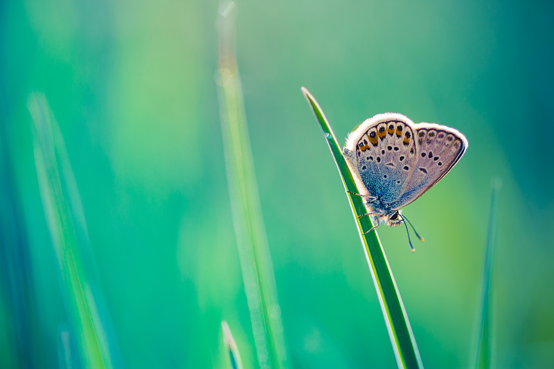 草地上的蝴蝶特写图片素材