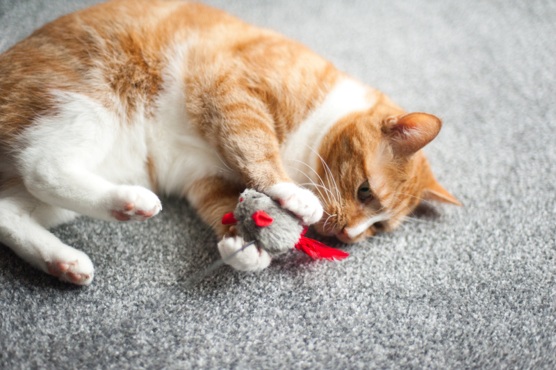 猫在玩玩具老鼠图片素材