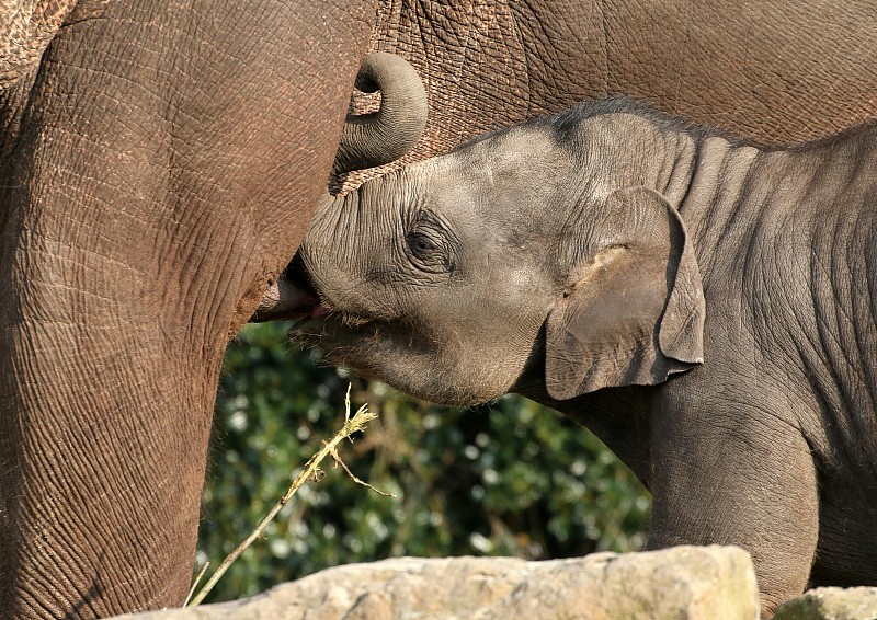 印度象母乳喂养图片素材