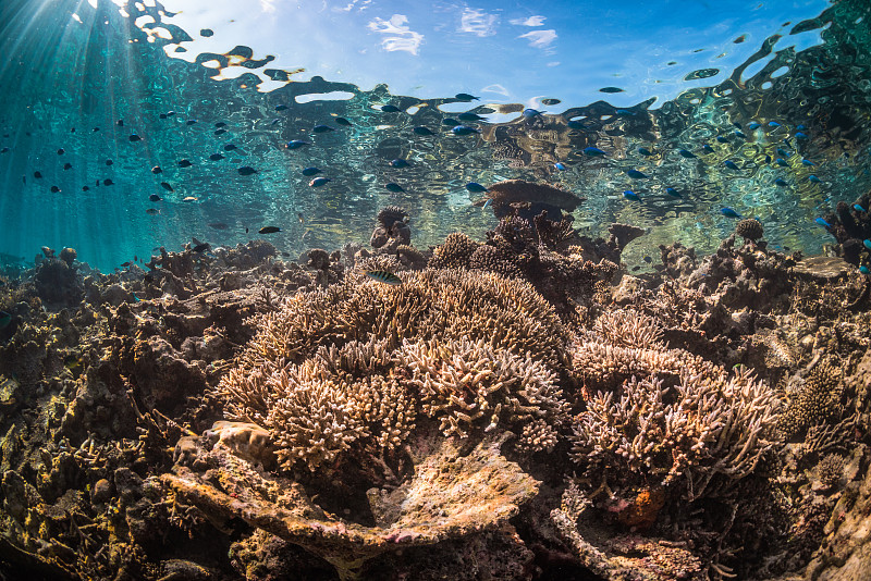水下的珊瑚礁图片下载