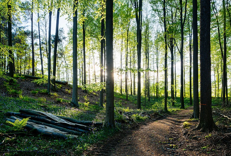 Hallerbos forest, Halle, Vlaams-Brabant, Belgium图片素材