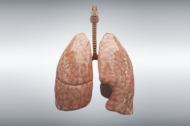 人类的肺图片下载