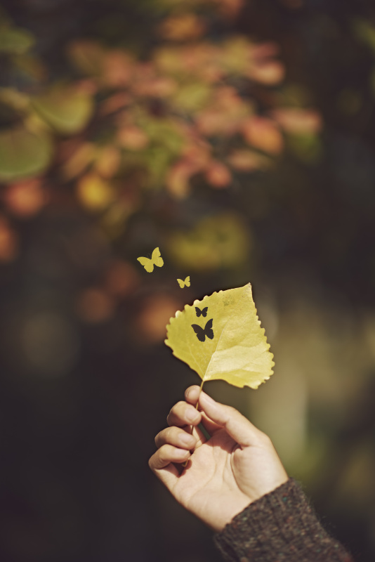 人捧着叶子，阳光照在叶子上图片下载