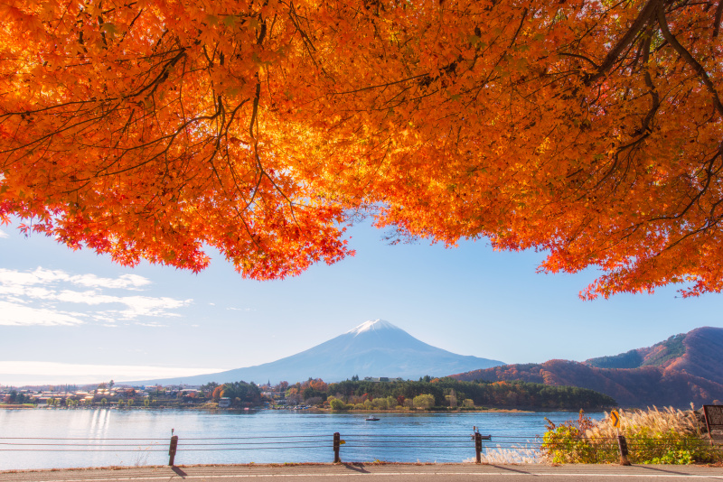 秋日，日本川口湖的富士山晨雾和红叶图片素材