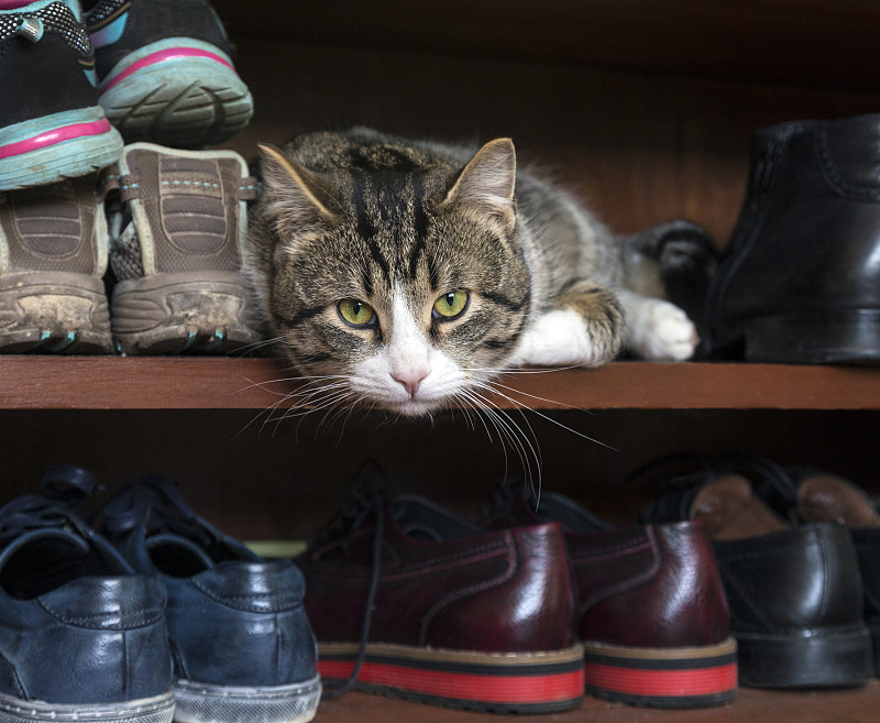 猫躺在鞋架上图片下载