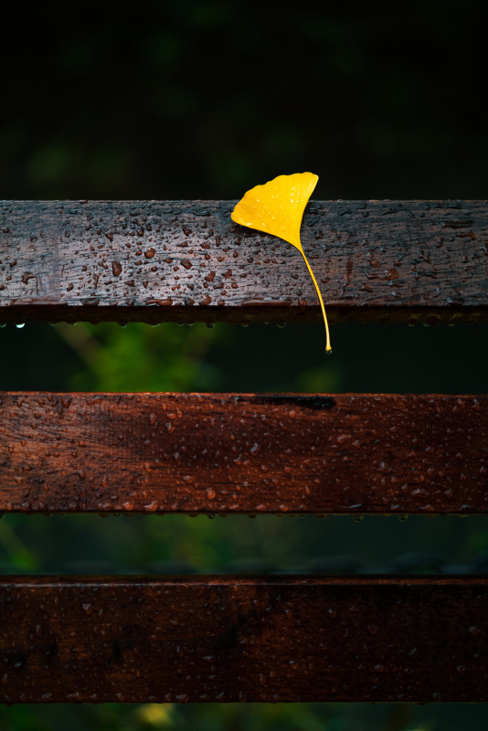 秋雨中，银杏叶粘在木凳上图片下载