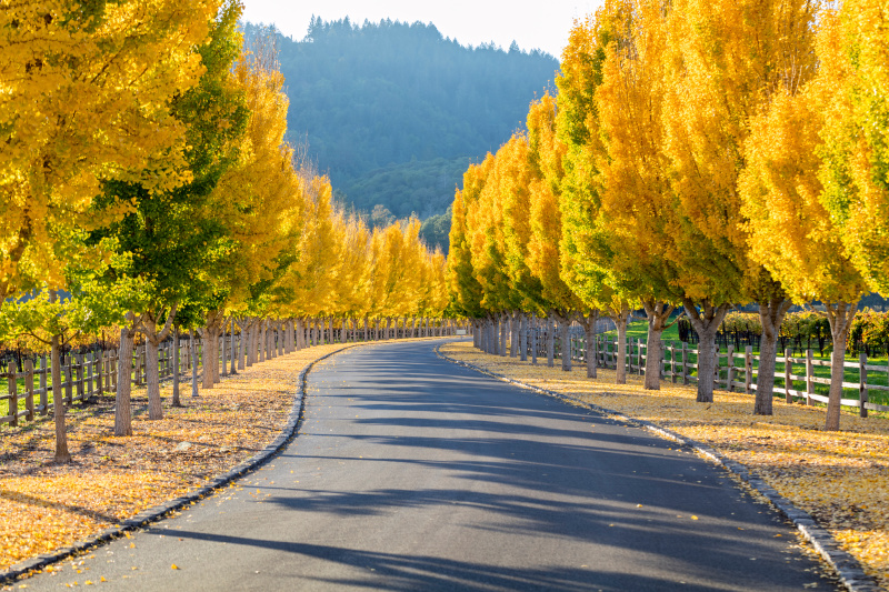 加州纳帕谷道路上的黄色银杏树图片下载