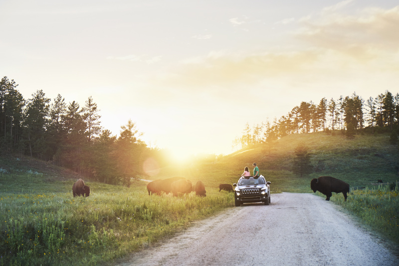 父亲和女儿在车里看野牛在草地上吃草，卡斯特州立公园，南达科他州图片素材