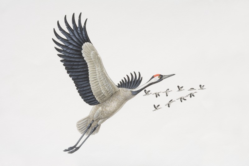 Grus Grus，飞行中的普通鹤，一只在前景，一群以v字形编队飞行在背景中。图片下载