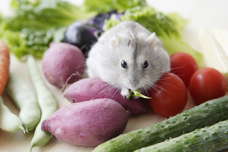 仓鼠吃蔬菜图片下载