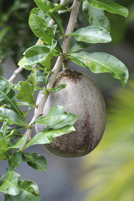 葫芦树，Crescentia cujete，生产的葫芦用于各种目的，包括碗和沙球。哥斯达黎加。图片下载