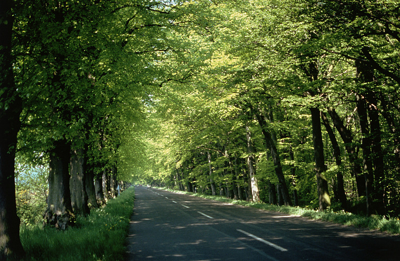 绿树成荫的乡村道路图片素材