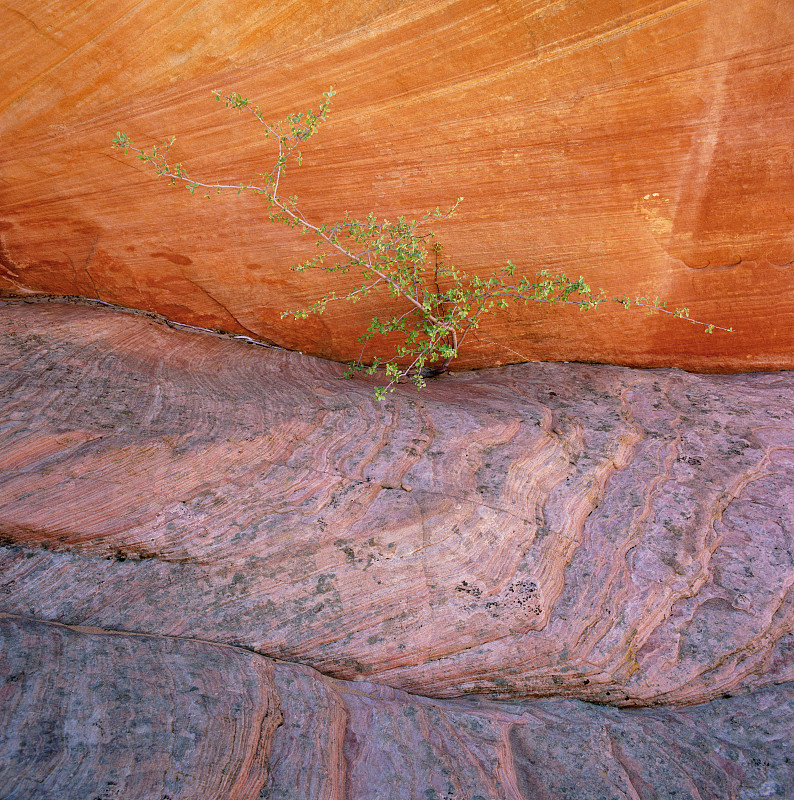 植物从岩石裂缝中生长图片下载