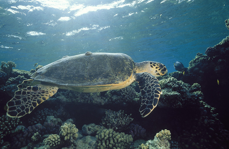 海龟游过珊瑚图片素材